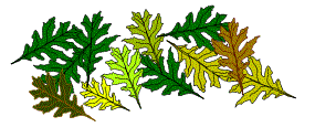 Oak leaves in the Wyre Forest